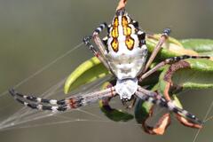 Argiope florida