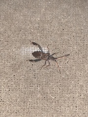 Leptoglossus corculus