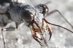 Ellipsoptera hirtilabris