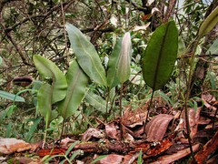 Elaphoglossum