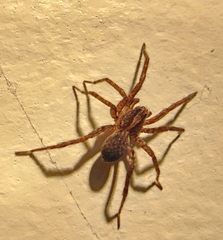 Lycosinae