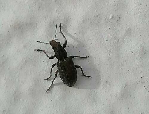 Coelositona puberulus