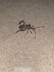 Leptoglossus corculus