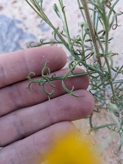 Hymenopappus filifolius