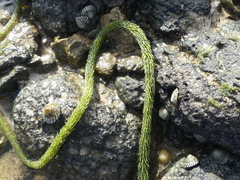 Caulerpa brownii