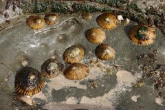 Cellana tramoserica