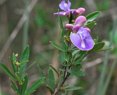Periandra mediterranea