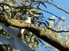 Philemon citreogularis