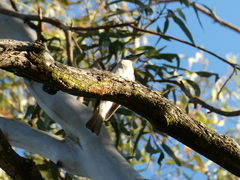 Philemon citreogularis