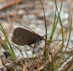 Celastrina