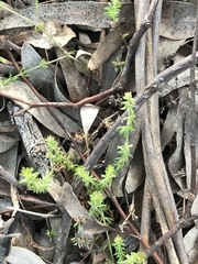 Asperula conferta