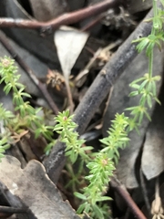 Asperula conferta