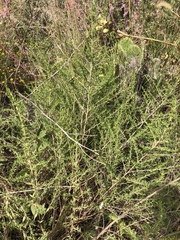 Baccharis pteronioides