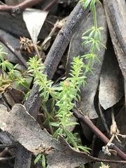Asperula conferta
