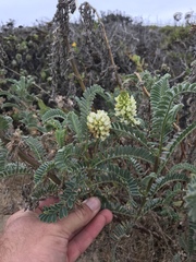 Astragalus pycnostachyus