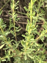 Baccharis pteronioides