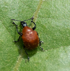 Homoeolabus analis