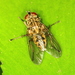 Coenosia algivora - Photo (c) Chris Paulin, μερικά δικαιώματα διατηρούνται (CC BY-NC), uploaded by Chris Paulin