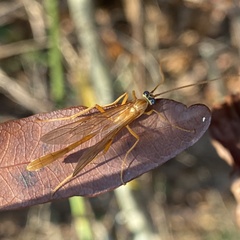 Enicospilus americanus-complex