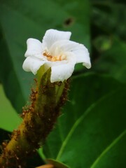 Pterospermum diversifolium