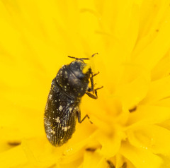 Acmaeodera tubulus