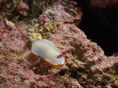 Goniobranchus sinensis