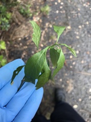 Solanum pseudocapsicum