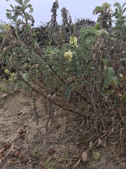 Astragalus pycnostachyus