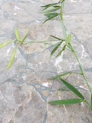 Lathyrus