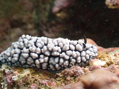Phyllidiella