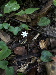 Geophila