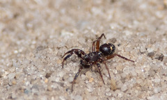 Asagena americana