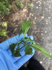 Solanum pseudocapsicum