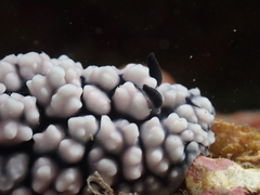 Phyllidiella