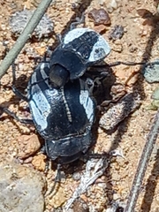 Gyriosomus