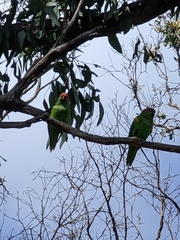 Glossopsitta concinna