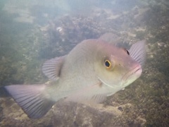 Lutjanus griseus