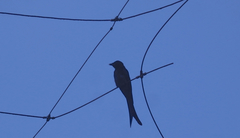 Dicrurus macrocercus