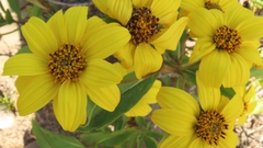 Flourensia thurifera