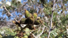 Cordia decandra