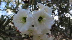 Cordia decandra