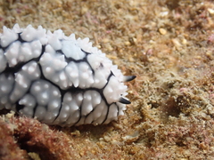 Phyllidiella
