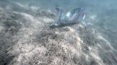 Scarus rubroviolaceus