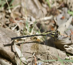 Phanogomphus descriptus