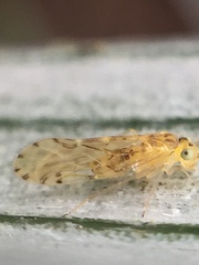Zelandopsocus kuscheli