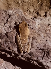 Boana raniceps