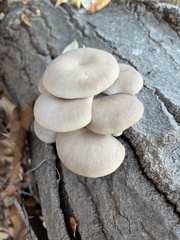 Pleurotus ostreatus