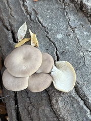 Pleurotus ostreatus