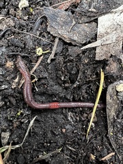 Lumbricus terrestris