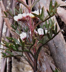 Cyanothamnus quadrangulus